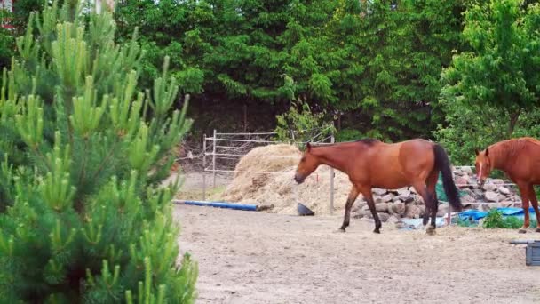 Två vackra bruna hästar gå på hagen — Stockvideo