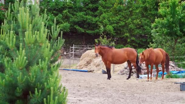 Two beautiful brown horses walk on the paddock — Stock Video