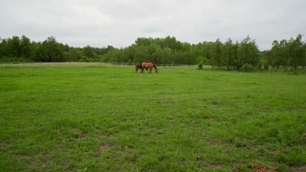 İki güzel kahverengi at otlakta yürüyor. — Stok video