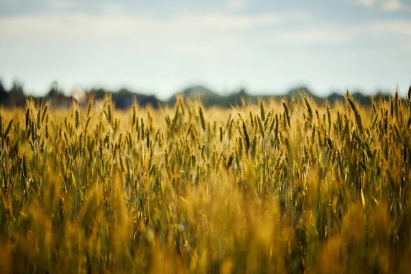 Belo campo de centeio dourado ao pôr do sol no verão — Fotografia de Stock