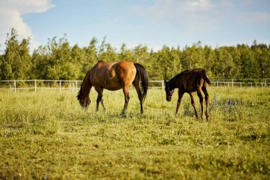 Yazın çayırda iki güzel at
