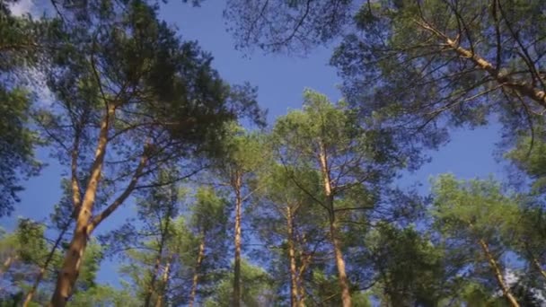 Hermosa vista de las puntas de los pinos en el bosque de verano — Vídeo de stock