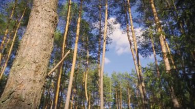 Yaz ormanındaki çam ağaçlarının güzel manzarası