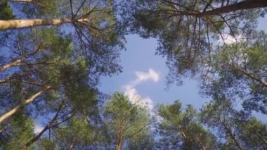 Yaz ormanındaki çam ağaçlarının güzel manzarası
