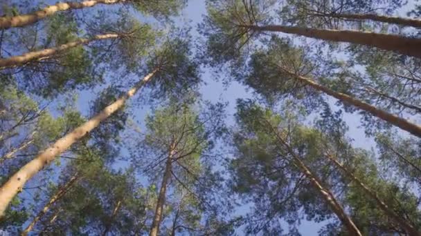 Schöne Aussicht auf die Kiefernspitzen im Sommerwald — Stockvideo