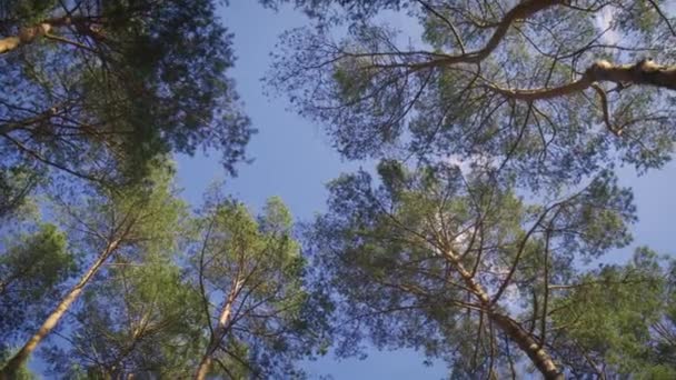 Hermosa vista de las puntas de los pinos en el bosque de verano — Vídeo de stock