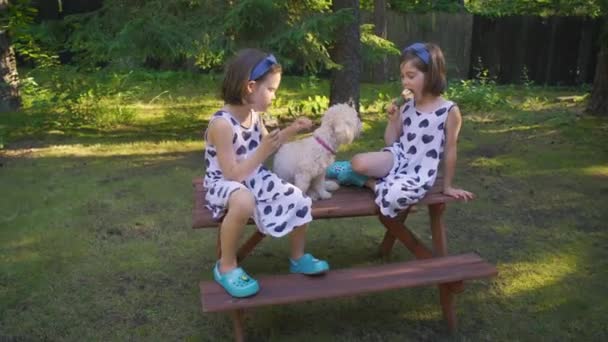 Две красивые девушки едят мороженое на скамейке в летнем лесу — стоковое видео