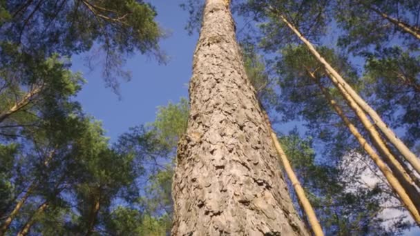 Schöne Aussicht auf die Kiefernspitzen im Sommerwald — Stockvideo