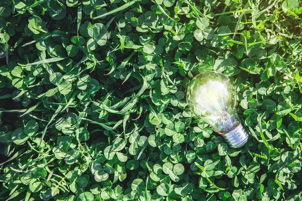 Light bulb in green grass. Idea and creativity