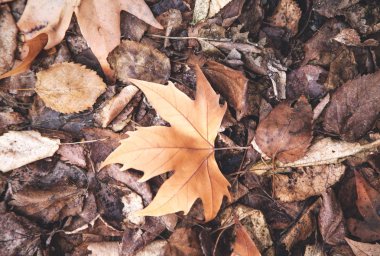 가 단풍. 가 배경