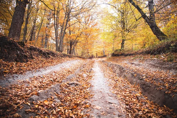 Orman yolu. Sonbahar manzara
