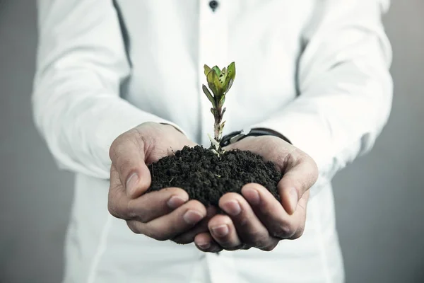 Businessman holding young plant. Business growth concept