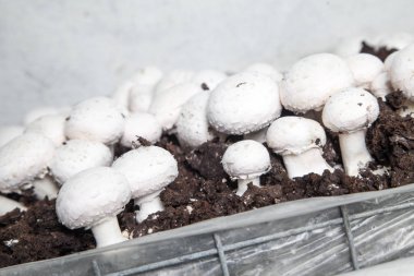 Lezzetli yemek. Çiftlikte mantar şampiyonları.
