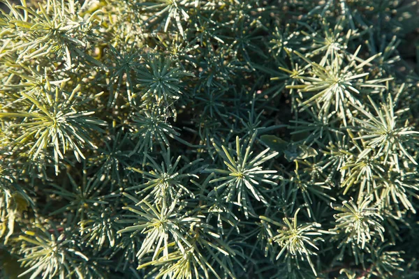 绿色野生植物背景。春天 — 图库照片