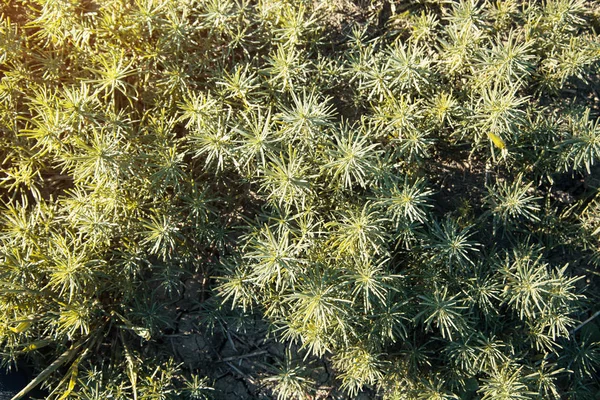 Grüne Wildpflanzen Hintergrund. Frühling — Stockfoto