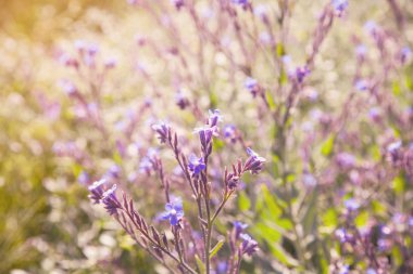 Bahar aylarında küçük mavi çiçekler. 