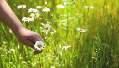 Tarlada papatya toplayan el. Yaz saati
