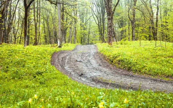 Beautiful view. The road in the spring forest