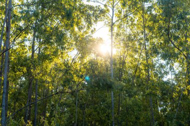 Ağaçların arasından süzülen, sabah güneşiyle aydınlanan huzurlu bir orman yolu. Doğa, yürüyüş, meditasyon, sükunet, açık hava keşfi, eko turizm ve çevresel kavramlar için mükemmel.