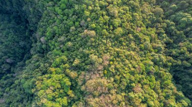 Yoğun yeşil ormanlarla kaplı, yumuşak güneş ışığı ve sabah sisiyle aydınlatılmış dramatik dağ sırtlarının insansız hava görüntüsü. Tropikal dağlardaki vahşi doğa, vadiler ve dağlık arazi manzaralarını sergiliyor..