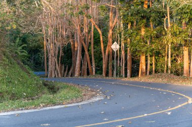 Güzel kıvrımlı asfalt yol altın günbatımı ışığıyla aydınlatılmış ağaçlarla dolu bir ormanın içinden geçiyor. Yerde kuru yapraklar, huzurlu bir atmosfer ve yeşil yollarla çevrili sakin kırsal alan..