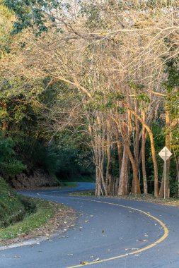 Güzel kıvrımlı asfalt yol altın günbatımı ışığıyla aydınlatılmış ağaçlarla dolu bir ormanın içinden geçiyor. Yerde kuru yapraklar, huzurlu bir atmosfer ve yeşil yollarla çevrili sakin kırsal alan..