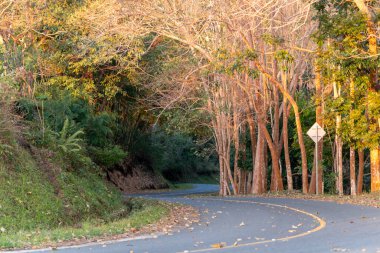 Güzel kıvrımlı asfalt yol altın günbatımı ışığıyla aydınlatılmış ağaçlarla dolu bir ormanın içinden geçiyor. Yerde kuru yapraklar, huzurlu bir atmosfer ve yeşil yollarla çevrili sakin kırsal alan..