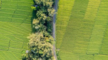 Yukarıdan aşağıya, canlı yeşil pirinç tarlaları sergilenen küçük bir yol ve yemyeşil ağaçlarla bölünmüş bir görüntü. Alanların şekli çarpıcı bir doğal doku yaratıyor..