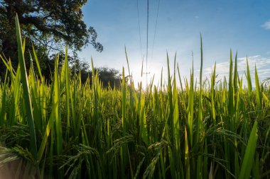 Yüksek, yemyeşil pirinç saplarının sabah güneşine doğru uzanan çarpıcı alçak açılı çekimi. Parlak ışık güzel bir siluet oluşturuyor ve tarlanın zengin renklerini vurguluyor. Huzurlu ve doğal bir manzara yaratıyor..