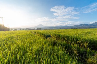 Bereketli, yeşil pirinç tarlasının göz hizasında, manzaralı bir dağ silsilesi. Ilık sabah ışığı sapları aydınlatır, dingin ve güzel bir doğal manzara yaratır..
