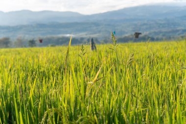 Kafası tomurcuklanan tahıllarla dolu genç, yeşil pirinç sapının detaylı bir yakın çekimi. Arka plandaki yemyeşil pirinç tarlası yavaşça bulanıklaşırken, sapın odağı keskindir..