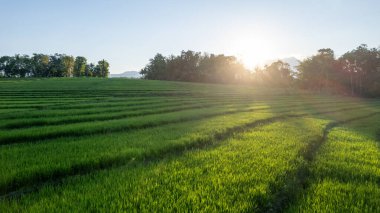 A stunning view of lush green rice paddies under warm sunrise light, with a forest backdrop and clear sky. Perfect for travel, agriculture, nature, and tropical landscape themes.