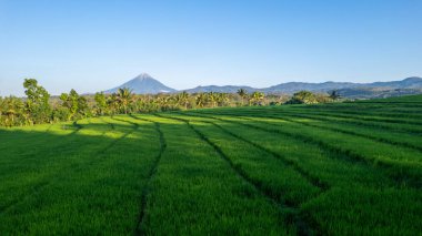 Açık mavi gökyüzünün altında Ebulobo Dağı 'nın altında yemyeşil pirinç tarlalarının geniş açılı görüntüsü. Sabah güneşi canlı yeşil ve sakin kırsal manzarayı güçlendirir..