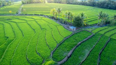 A breathtaking aerial shot of vibrant green terraced rice paddies surrounded by tropical trees and mountains. Perfect for travel, agriculture, farming, and sustainable landscape themes.