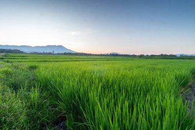 Yumuşak sabah ışığı altında yemyeşil pirinç tarlalarının sakin manzarası ve arka planda bir dağ. Flores, Endonezya 'daki kırsal manzaraların güzelliğini yansıtıyor..