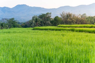 Yumuşak sabah ışığı altında yemyeşil pirinç tarlalarının sakin manzarası ve arka planda bir dağ. Flores, Endonezya 'daki kırsal manzaraların güzelliğini yansıtıyor..