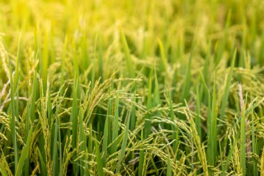 Güneş ışığı altındaki tanecikli yemyeşil pirinç saplarının yakın çekimi Endonezya 'daki sağlıklı pirinç tarlasının taze dokusunu ve tarımın özünü gözler önüne seriyor..