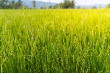 Güneş ışığı altındaki tanecikli yemyeşil pirinç saplarının yakın çekimi Endonezya 'daki sağlıklı pirinç tarlasının taze dokusunu ve tarımın özünü gözler önüne seriyor..