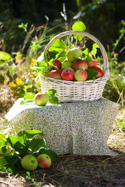Yeşil ve kırmızı elma, yapraklarda doğa arka plan, güneş ışığı ile beyaz hasır sepet. Yaz, sonbahar, taze elma hasat, hasat.