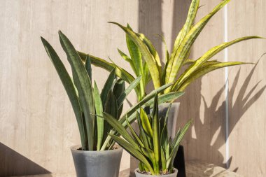 Sansevieria üçlüsü Silver Spears, Aubrytiana Lauren ve Sayuri 'yi içeride yetiştiriyor. Bitki koleksiyonu, dekoratif yeşillik ve modern iç mekan kavramı. 