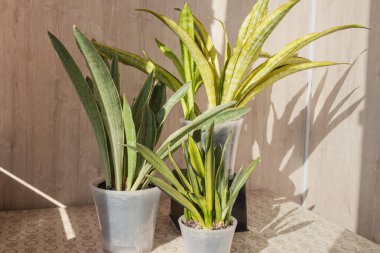 Sansevieria Silver Spears, Aubrytiana Lauren ve Sayuri ile kapalı bitki koleksiyonu. Nadir bulunan ev bitkileri, kapalı alanda bahçe işleri ve bitki koleksiyonu kavramı.