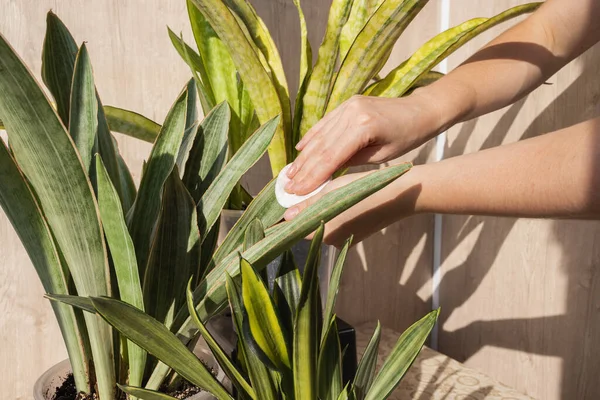 Pamuk yastıklı bir kadın Sansevieria yapraklarını temizliyor. Toz temizleme, bitki bakımı, ev yeşilliği kavramı