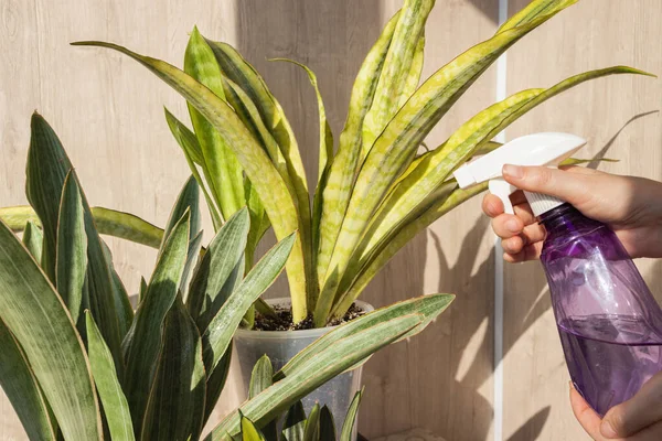 Sansevieria bitkisinin yapraklarını su püskürten kadına yakın çekim. Bitki suyu, yeşillik bakımı ve ev içi bahçe işleri kavramı.. 