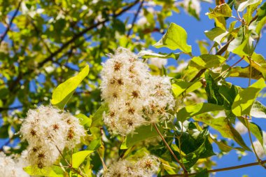 Yumuşak beyaz iplikleri ve yeşil yaprakları olan vahşi klematis tohum kümelerine yakın çekim, açık havada mavi gökyüzü ile parlak güneş ışığı altında fotoğraflandı.