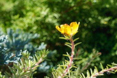 Çiçek açmış narin sarı bir kır çiçeği. Keskin detaylarla çekilmiş. Bulanık yeşil bir arka plana karşı duruyor..