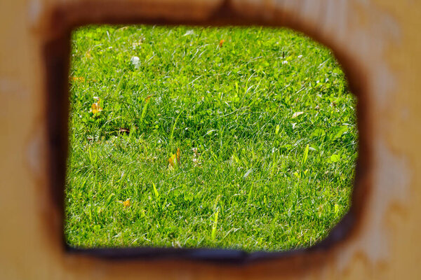 View of fresh green grass captured through a wooden frame opening. Natural spring lawn background, bright outdoor texture useful for design, nature, and eco concepts.