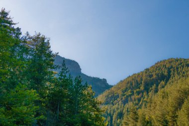 Açık mavi gökyüzü ve doğal güneş ışığıyla çerçevelenmiş, yoğun çam ağaçları ve kayalık sırtı olan ormanlık bir dağ yamacının manzarası. Huzurlu vahşi doğa sahnesi.