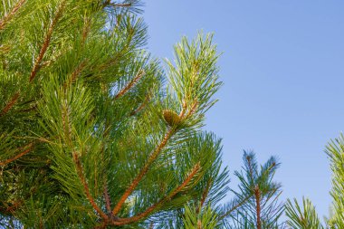 Taze çam iğneleri ve taze bir çam kozalağı açık mavi gökyüzüne karşı ayrıntılı bir şekilde yakalanır. Doğayı, büyümeyi ve ebedi yeşil ormanların güzelliğini sembolize eder..