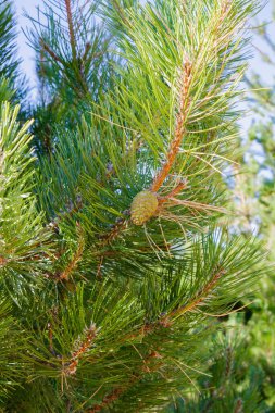 Parlak bir günde çekilen ve ağacın doğal güzelliğini vurgulayan yemyeşil iğnelerin arasında gelişmekte olan bir koninin yer aldığı bir çam ağacının yakından görüntüsü..