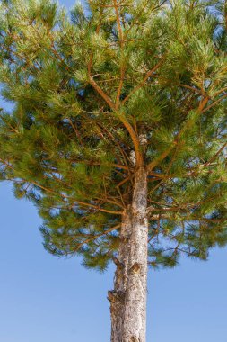 Detaylı ağaç kabuğu ve yemyeşil iğneli uzun bir çam ağacı, açık mavi gökyüzüne karşı yakalanır. Bu, gücü, büyümeyi ve doğal güzelliği simgeler..
